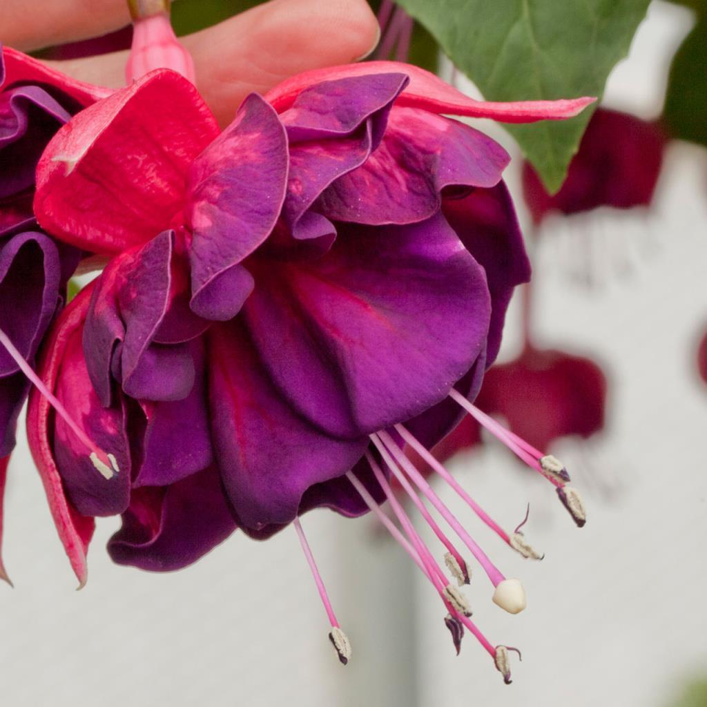 Magenta Purple Rain Küpe Çiçeği Fidesi (9 Cm'lik Saksıda)