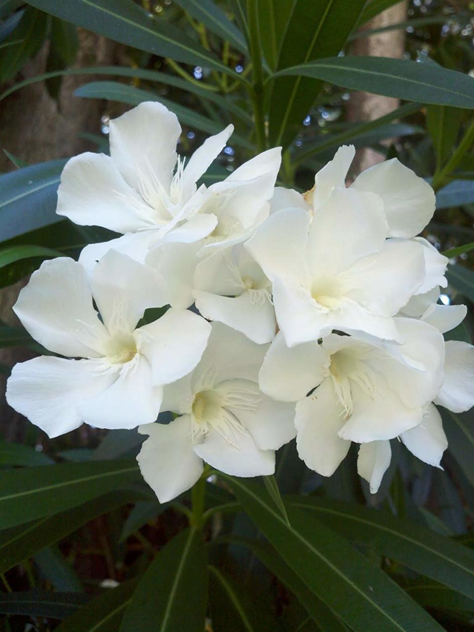 Tüplü Beyaz Zakkum Nerium Oleander Fidanı