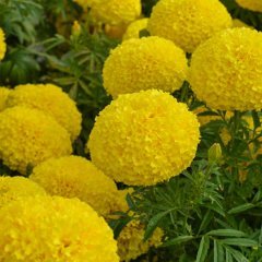 İri Kafa Calypso Yellow Sarı Renkli Kadife Çiçeği Fidesi (3 adet)