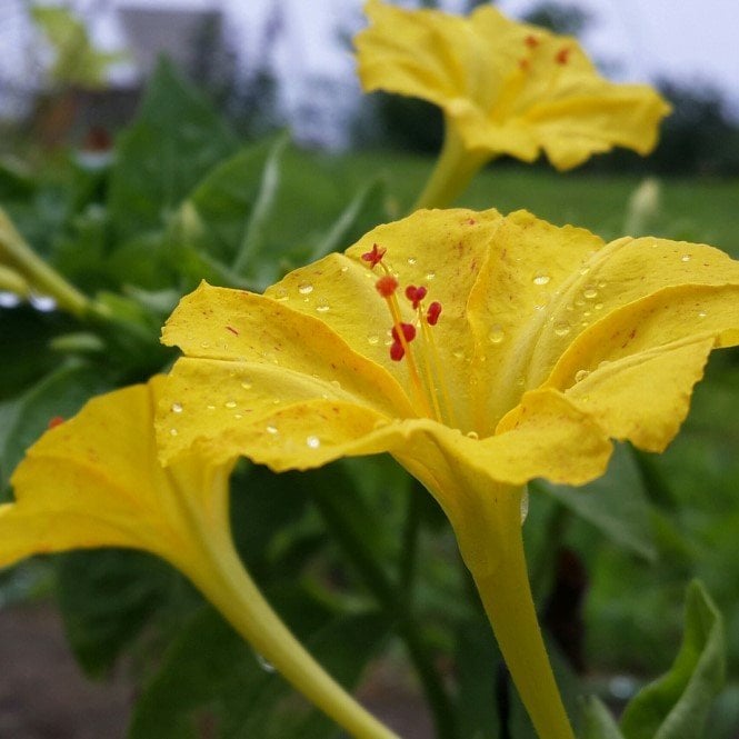 Sarı Rüya Yellow Akşam Sefası Çiçeği Tohumu(20 tohum)