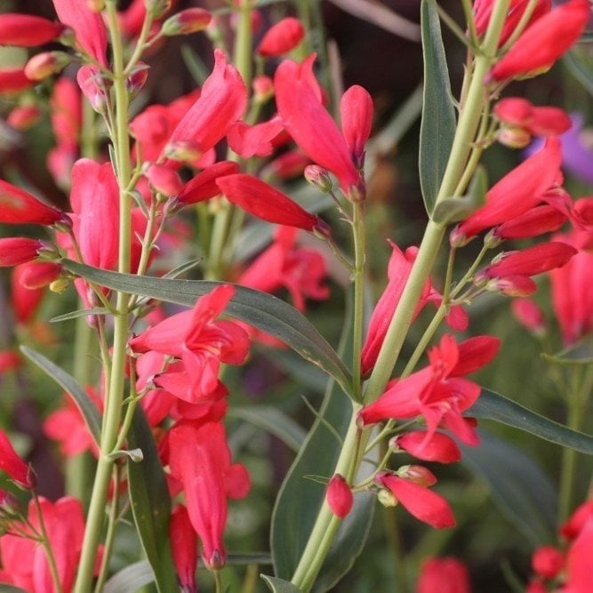 Kırmızı Renkli Penstemon Çiçeği Tohumu (50 tohum)