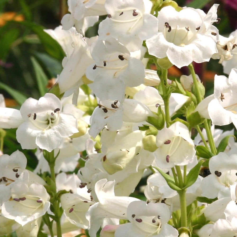 Kuğu Beyazı Penstemon Çiçeği Tohumu(200 tohum)