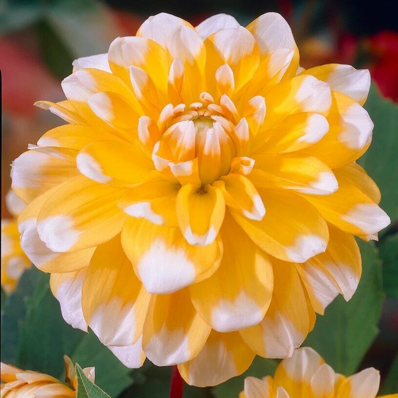 Seattle Dahlia Dev Yıldız Çiçeği Yumrusu (1 Adet)