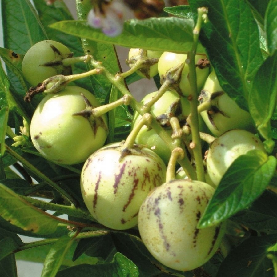 Tüplü Lovely Dev Meyveli Pepino Fidanı
