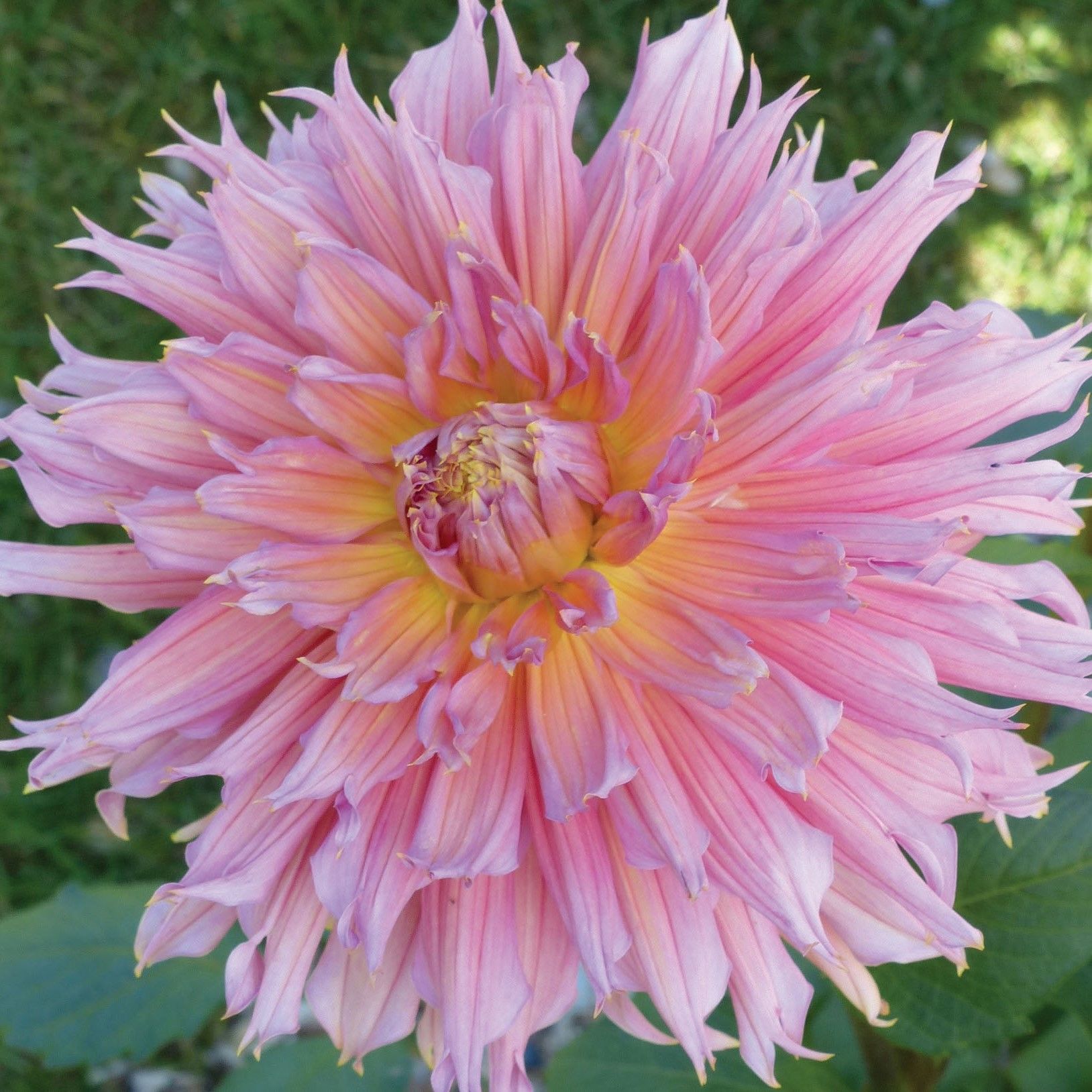 Omega Dahlia Dev Yıldız Çiçeği Yumrusu (1 Adet)
