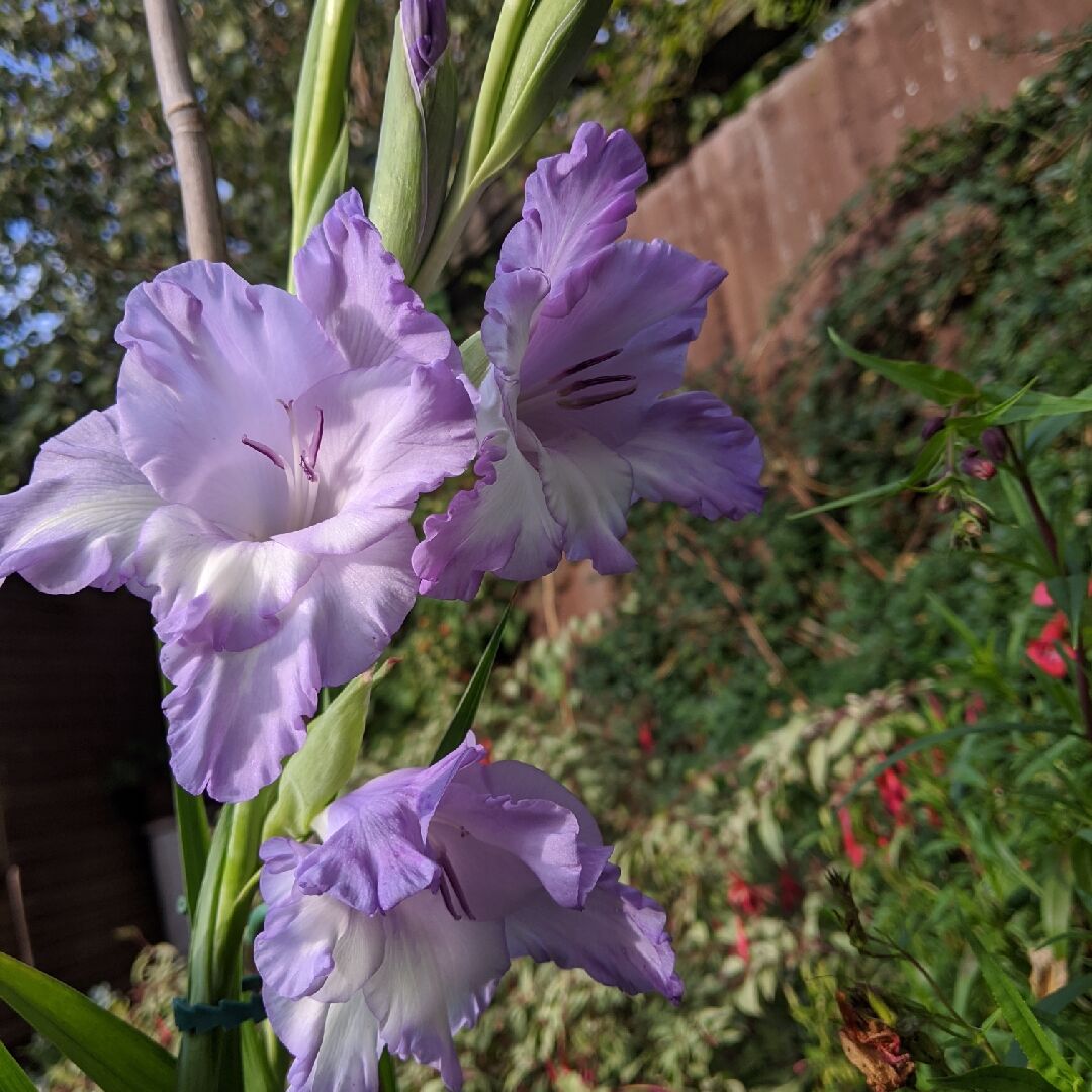 Blue Frost Mor Beyaz Glayör Çiçeği Soğanı Özel Çeşit (4 adet)