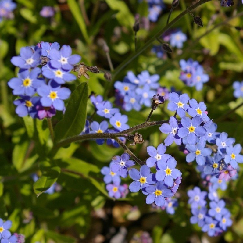 Mavi Renkli Beni Unutma Çiçeği Tohumu(100 adet)