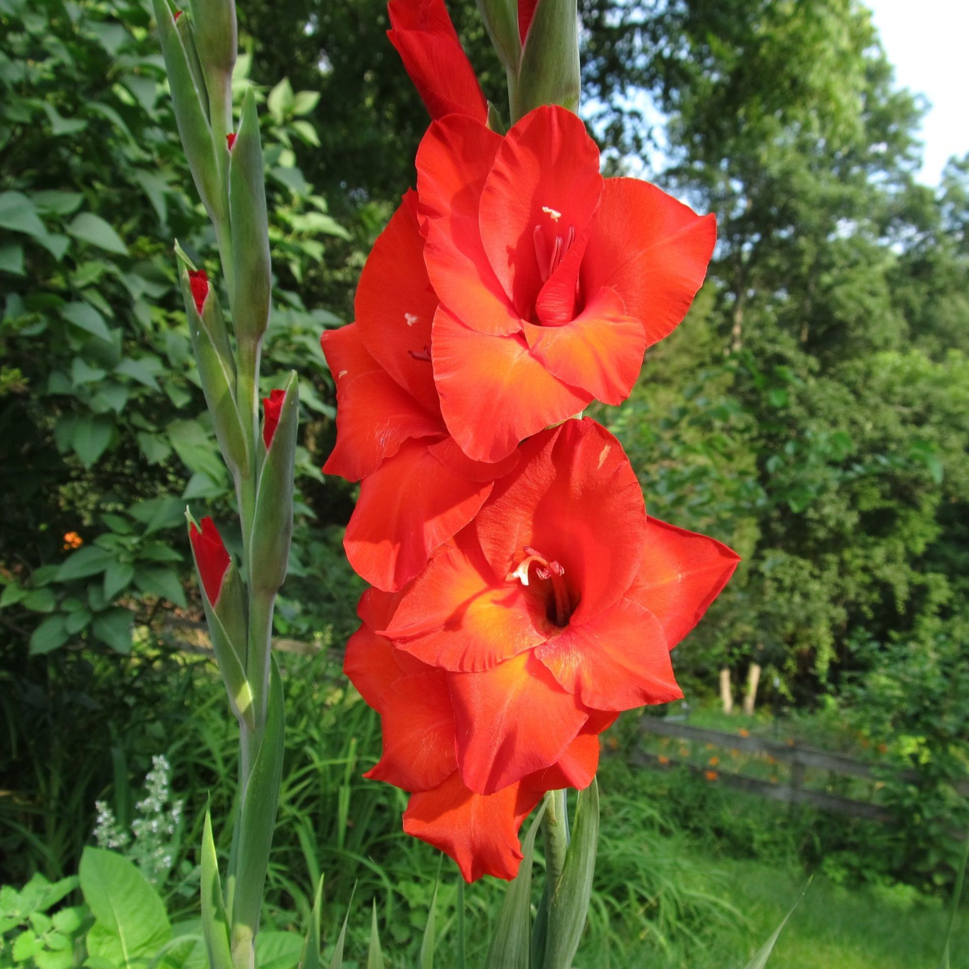 Mascagni Kırmızı Glayör Çiçeği Soğanı Özel Çeşit (4 adet)
