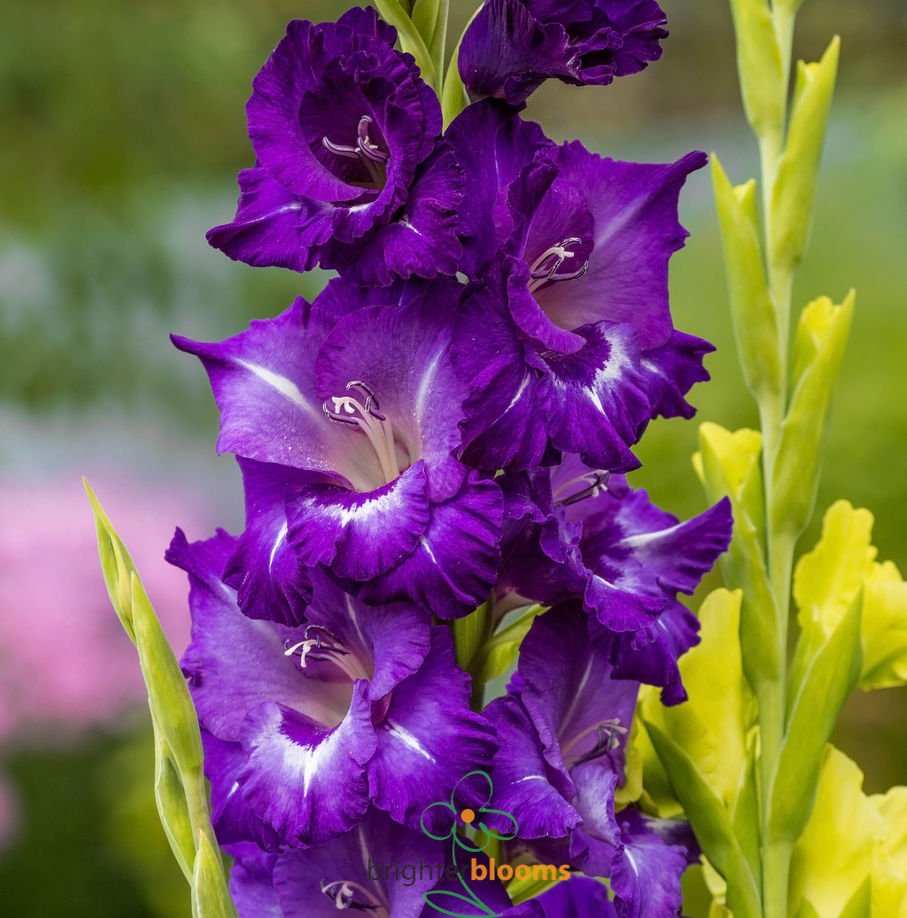 Purple Flora Mor Glayör Çiçeği Soğanı Özel Çeşit (4 adet)