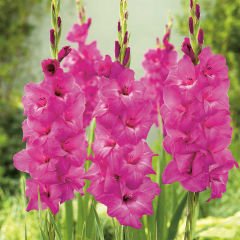 Fidelio Pembe Glayör Çiçeği Soğanı Özel Çeşit (4 adet)