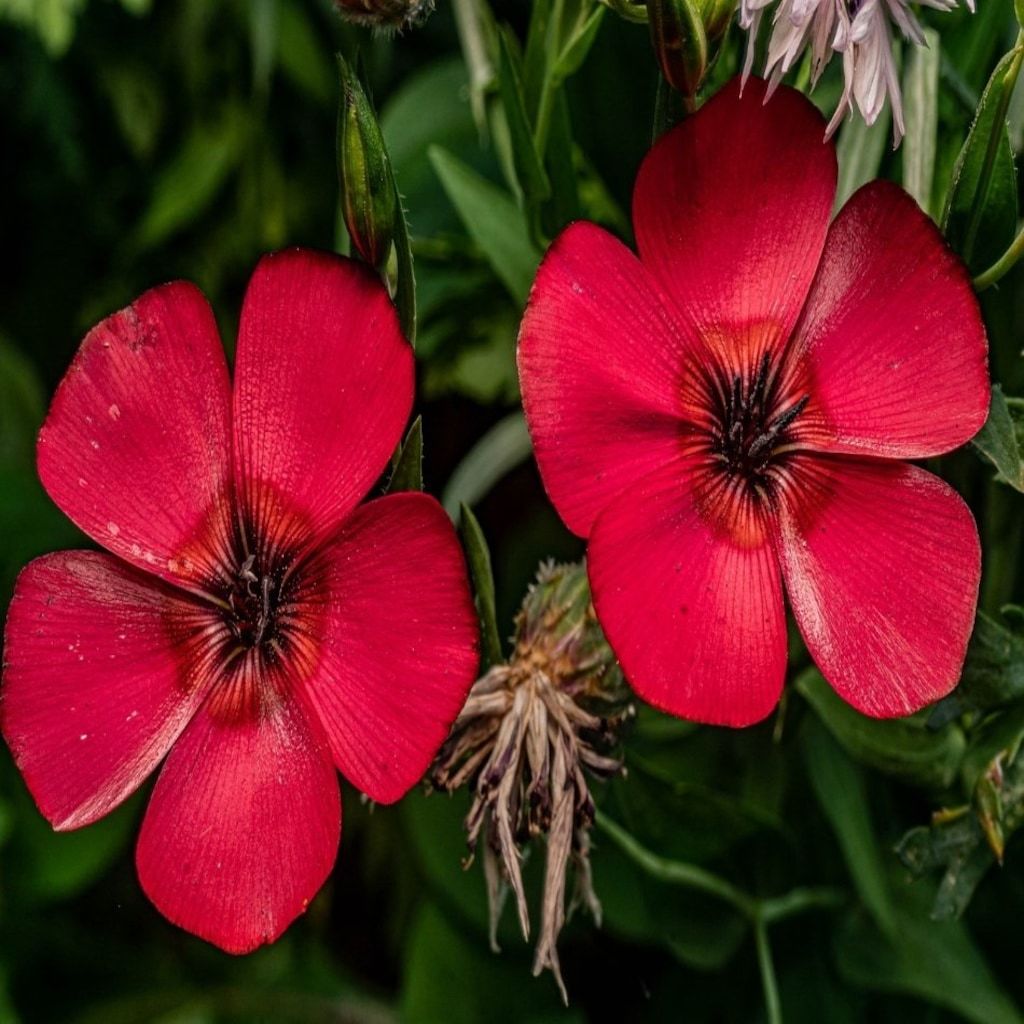 Kırmızı Renkli Linum Çiçeği Tohumu(100 adet)