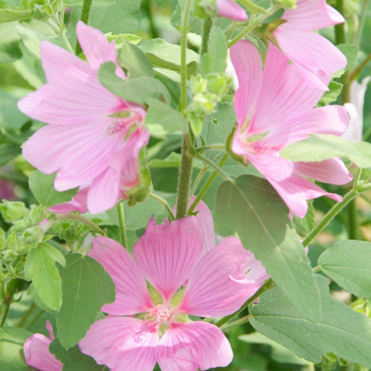 Rosea Mallow Hibiscus Çiçeği Tohumu(10 tohum)