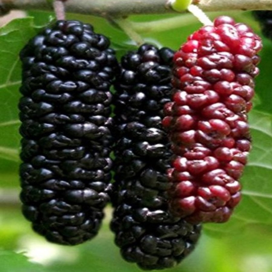 Tüplü Morus Sp Yediveren Siyah Çilek Dudu Fidanı (200-300 Cm Meyve Verme Durumunda)