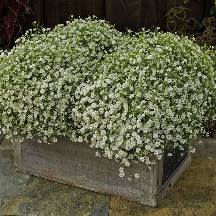 Beyaz Alçı Bahar Yıldızı Çiçeği Tohumu (400 tohum)