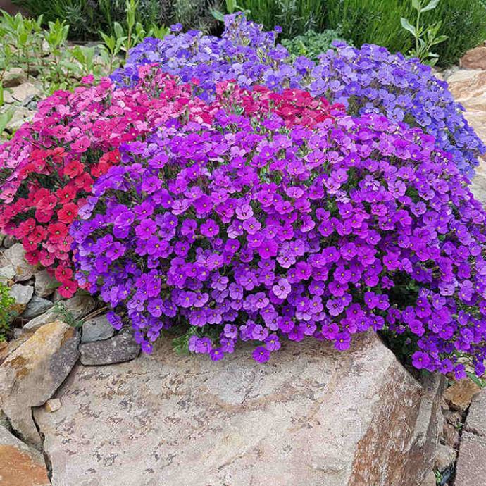 Rock Cress Aubrieta Karışık Renkli Obrizya Çiçeği Tohumu (100 tohum)