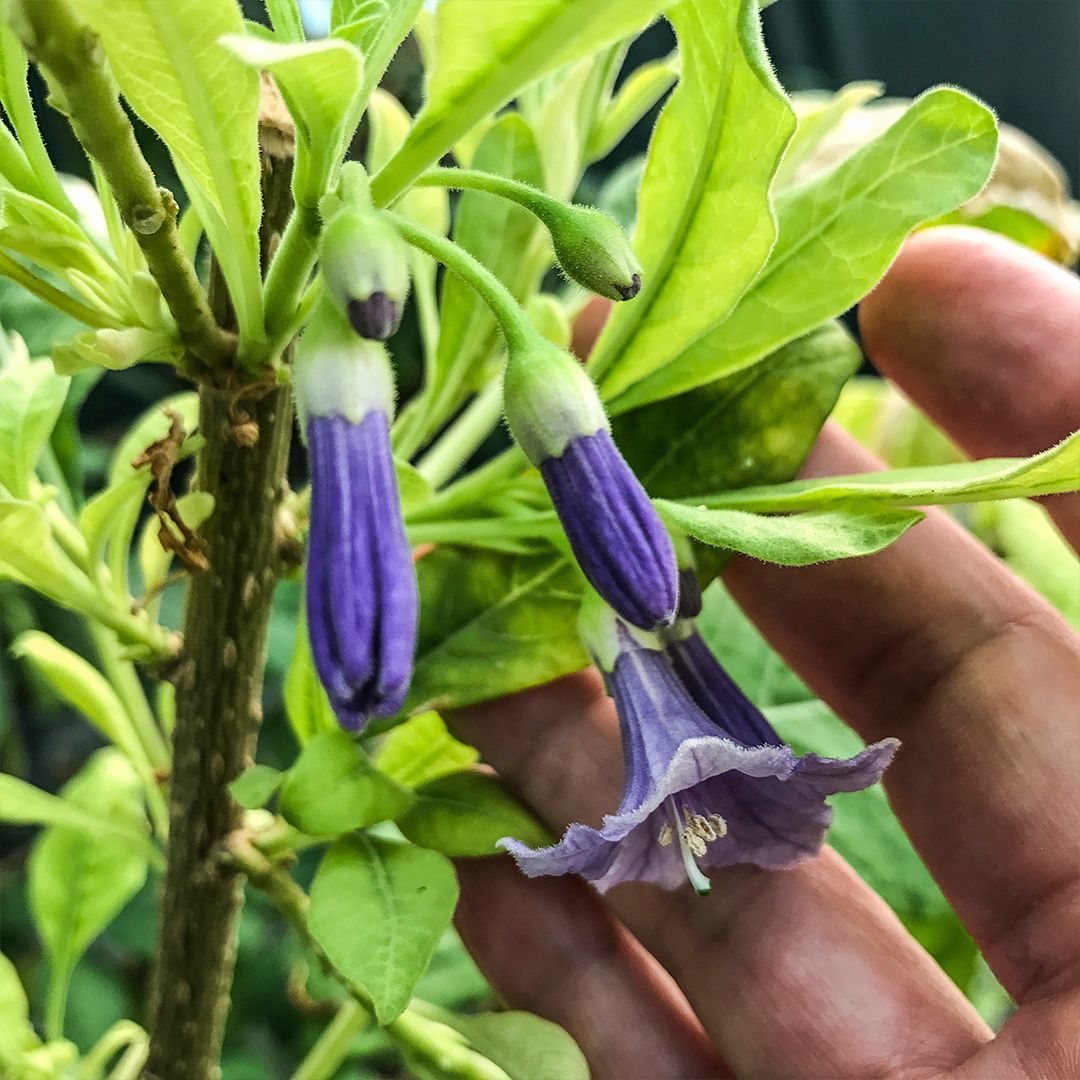 Katmerli Mor Brugmansia Çiçeği Tohumu (5 tohum)
