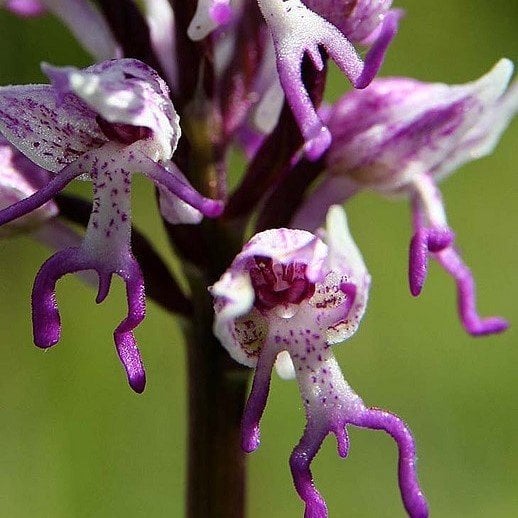 Mimulus Monkey Çiçeği Tohumu(100 tohum)