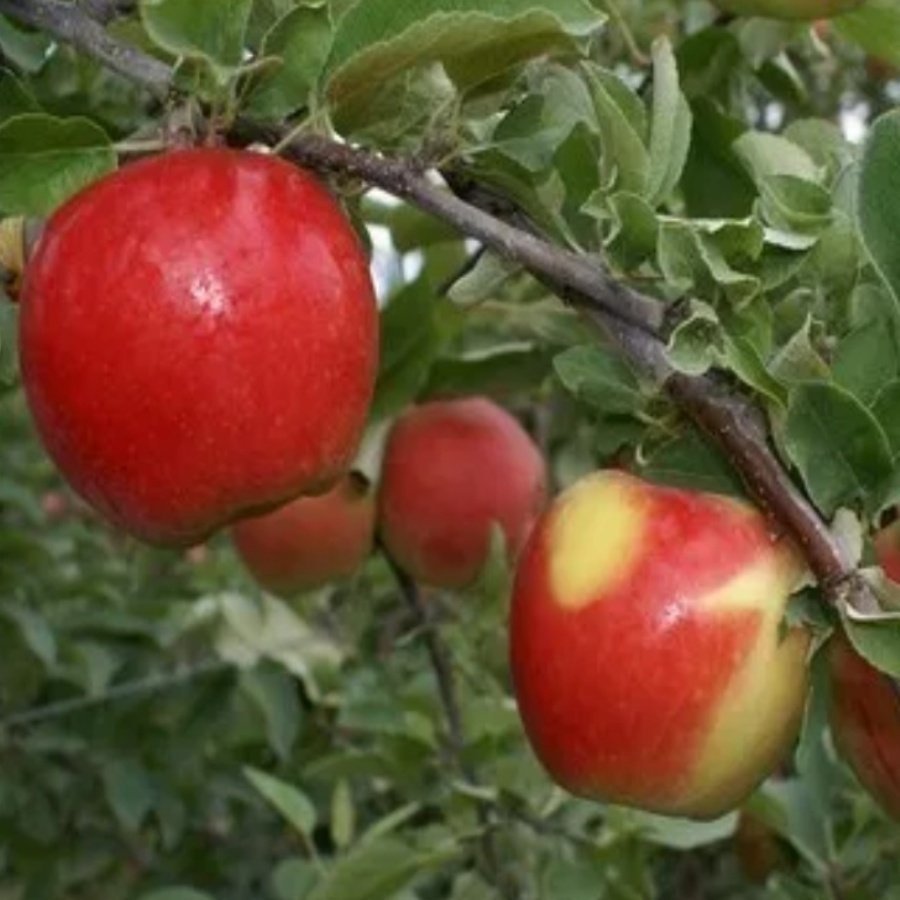 Tüplü Özel Tür Zaigen Delicious Kırmızı Elma Fidanı