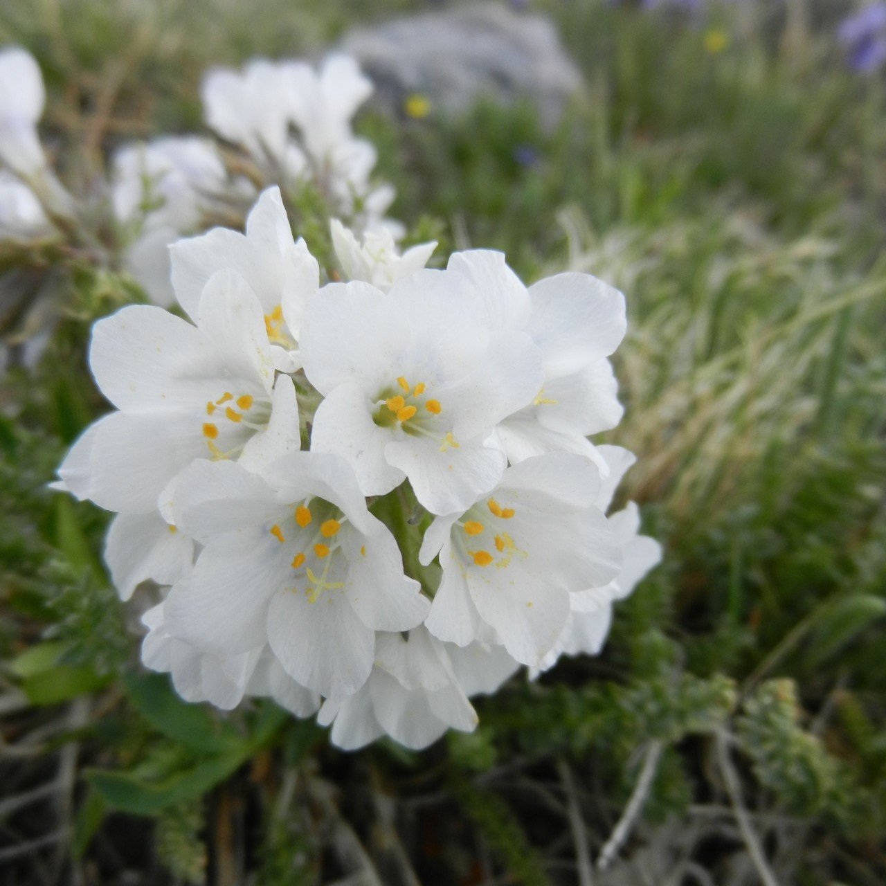 Beyaz Yakup Merdiven Çiçeği Tohumu (25 tohum)