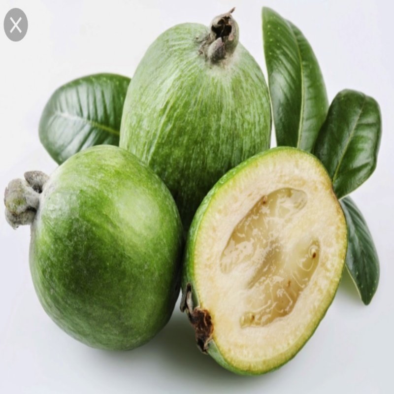 Tüplü Ananas Aromalı Feiojoa Kaymak Ağacı Fidanı