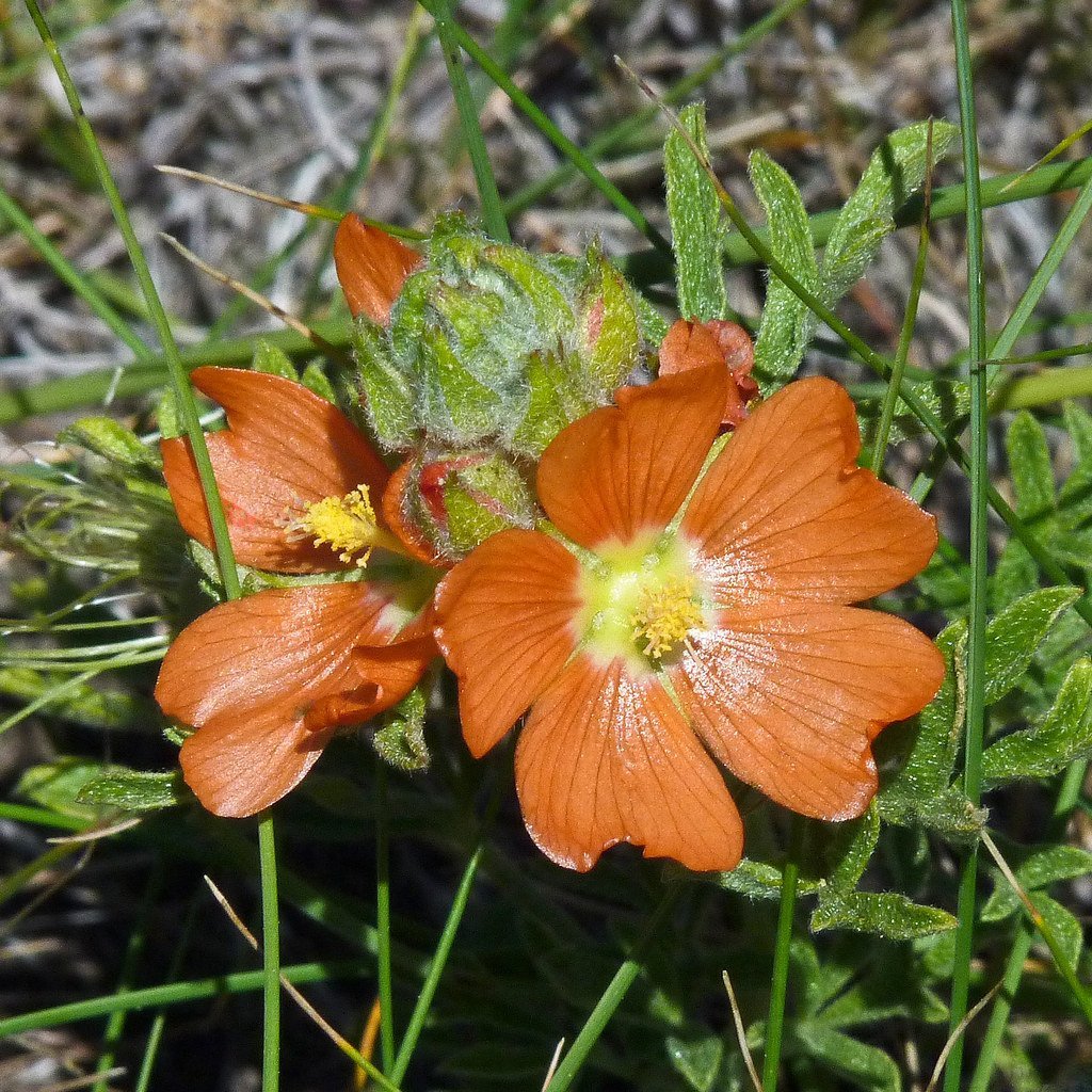 Mallow Çiçeği Tohumu(50 tohum)