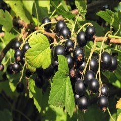 Tüplü Aromatik Goliath Ribes nigrum Siyah Frenk Üzümü Fidanı
