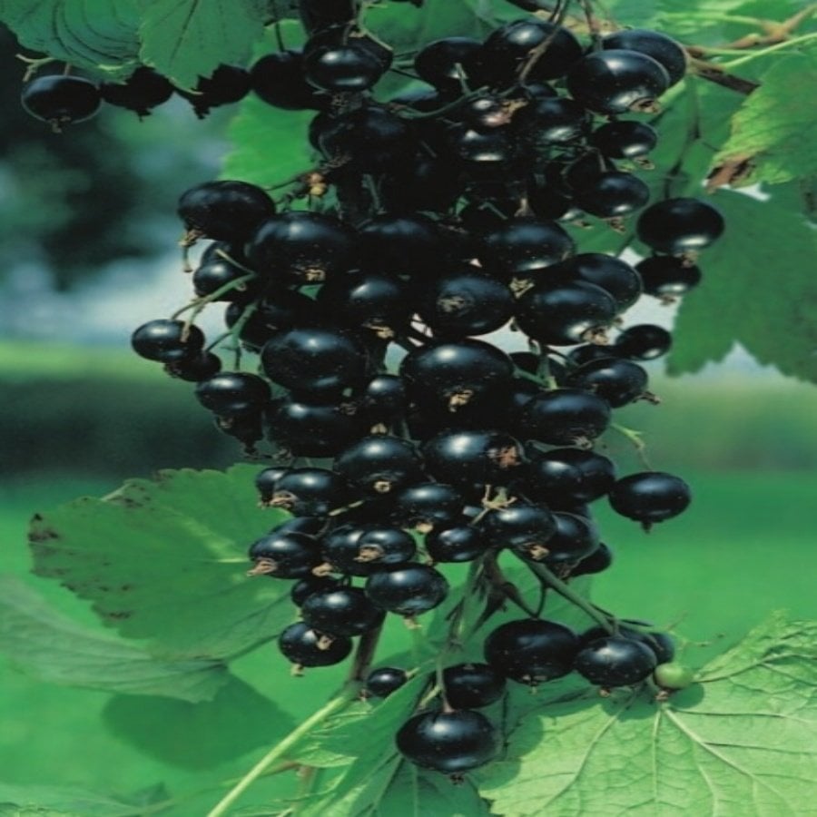 Tüplü Salkım Meyveli Rosenthal Ribes Nigrum Siyah Frenk Üzümü Fidanı