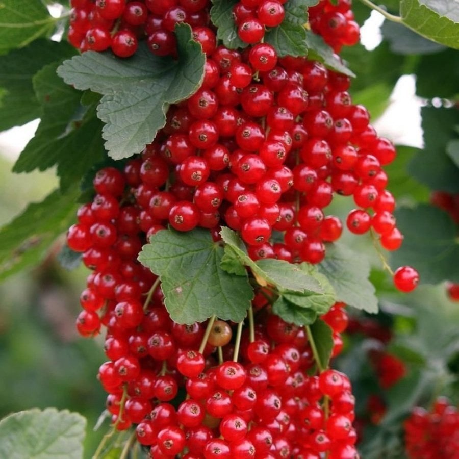 Tüplü Salkım Meyveli Red Lake Ribes Rubrum Kırmızı Frenk Üzümü Fidanı
