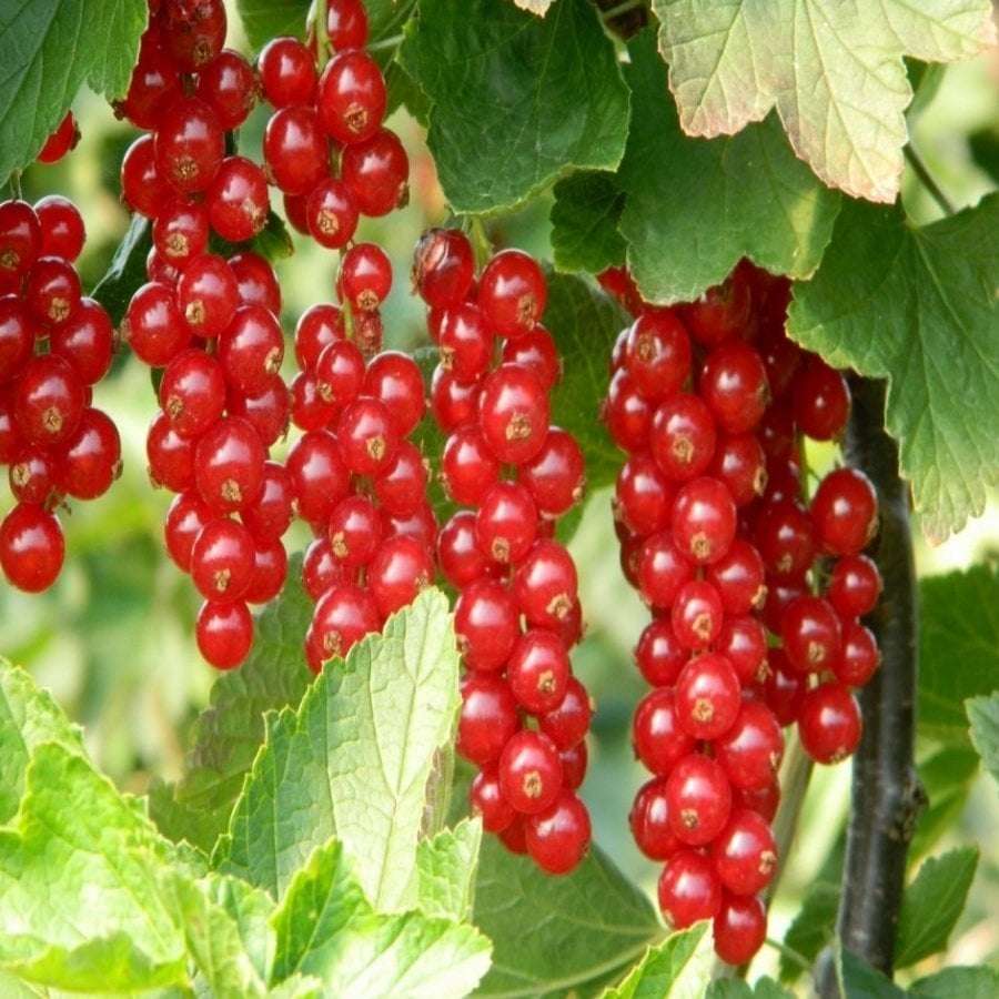 Tüplü Salkım Meyveli Rovada Ribes Rubrum Kırmızı Frenk Üzümü Fidanı