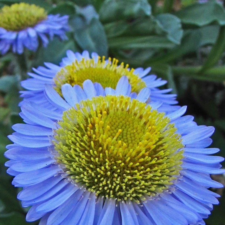 Blue Erigeron Çiçeği Tohumu(50 tohum)