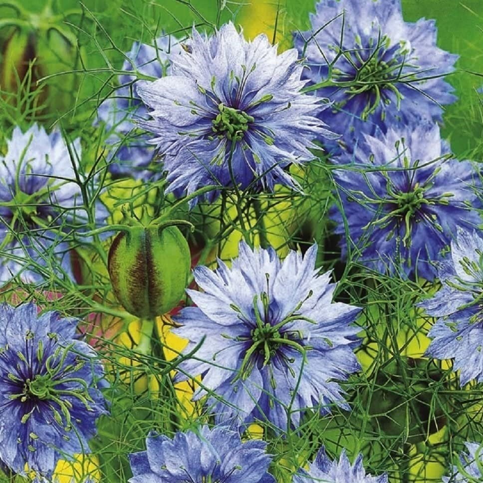 Mavi Renkli Mist Çiçeği Tohumu(100 tohum)