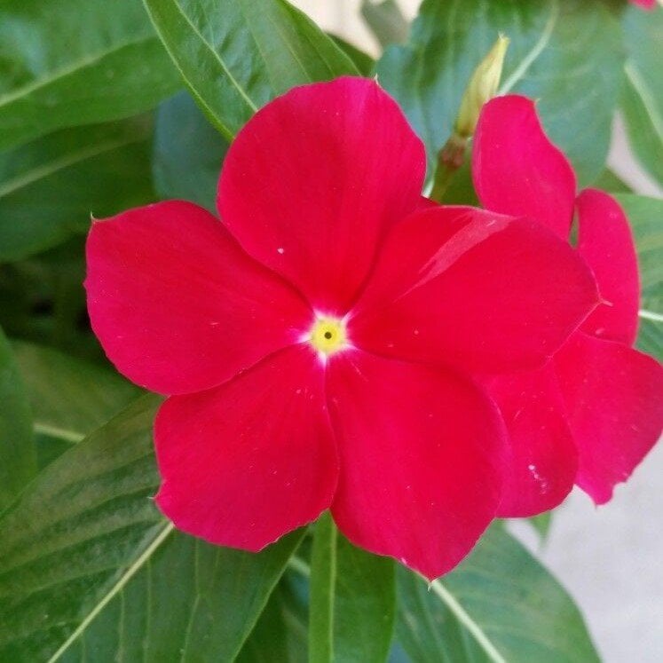 Saksılık Wallerine Baby Kırmızı Bodur Cam Güzeli Çiçeği Tohumu(20 tohum)