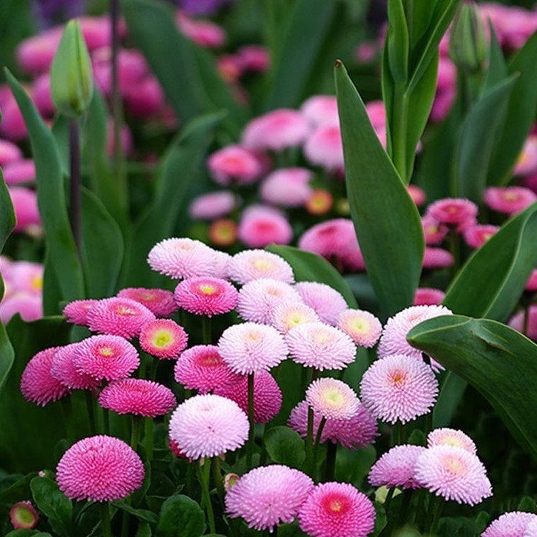 Karışık Renkli Ponpon İngiliz Çayır Papatyası Çiçeği Tohumu(100 tohum)