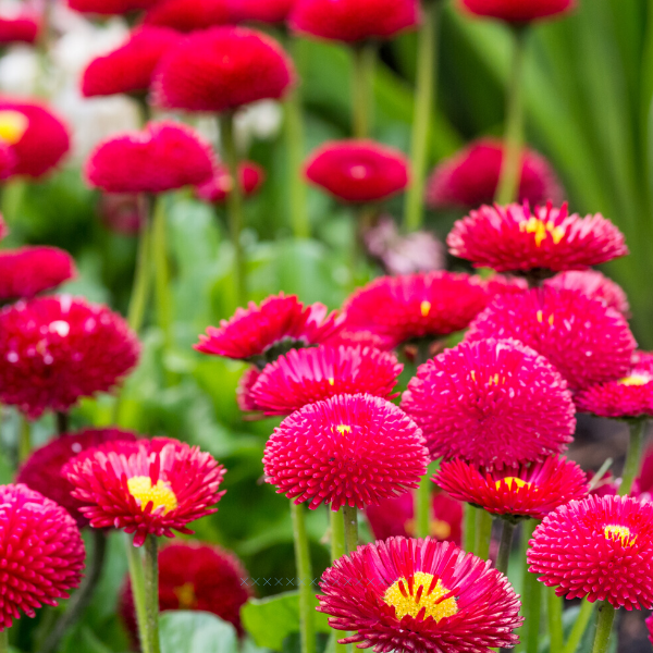 Pembe Renginde Ponpon İngiliz Çayır Papatyası Çiçeği Tohumu(50 tohum)