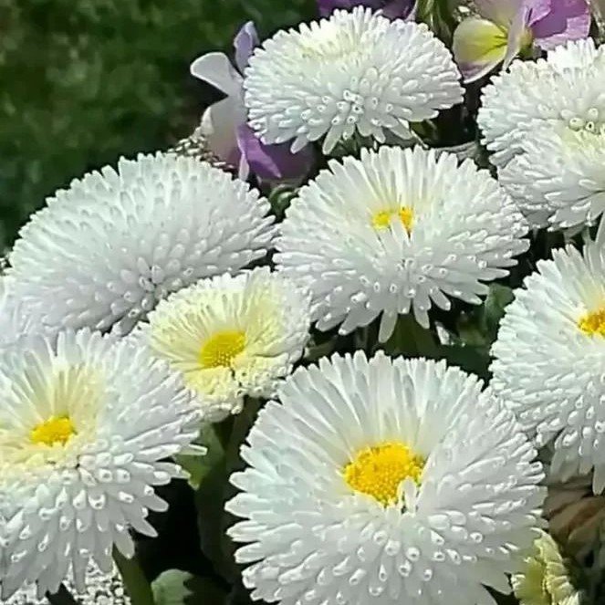 Beyaz Ponpon İngiliz Çayır Papatyası Çiçeği Tohumu(100 tohum)