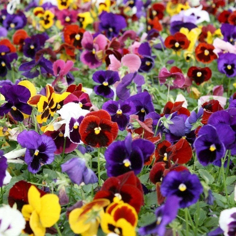 Karışık Renkli Dev Menekşe Çiçeği Tohumu(50 tohum)