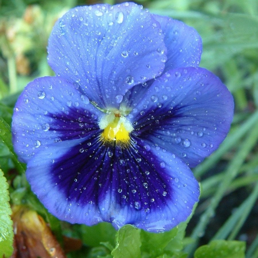 Mavi Hercai Menekşe Çiçeği Tohumu (150 tohum)
