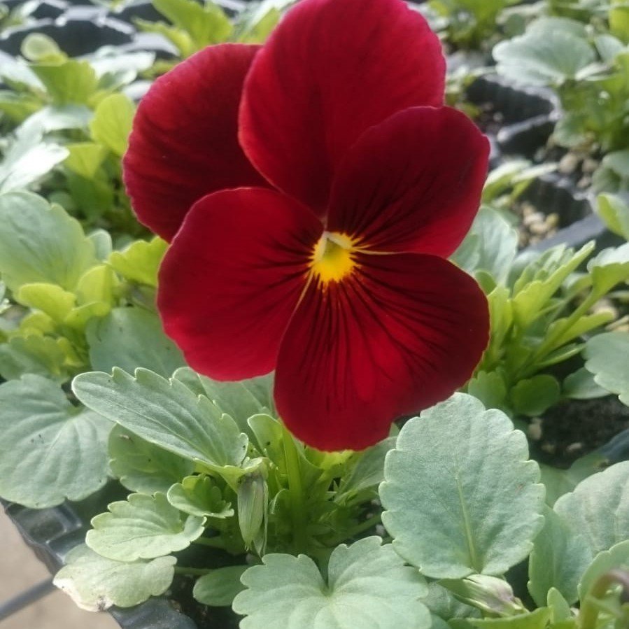 Kırmızı Renkli Dev Hercai Menekşe Çiçeği (50 tohum)