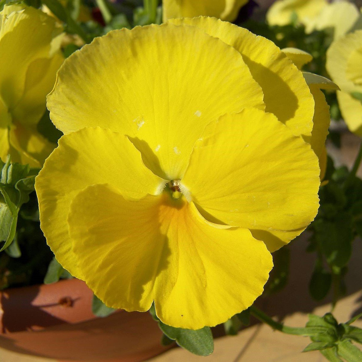 Sarı Renkli Hercai Menekşe Çiçeği Tohumu (150 tohum)
