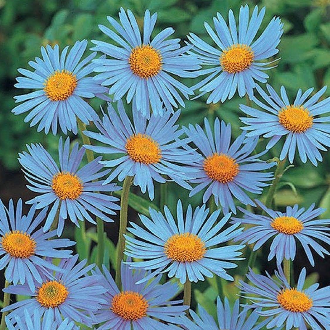 Clear Mavi Erigeron Çiçeği Tohumu(50 tohum)