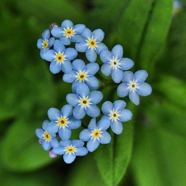 Mavi Unutma Beni Çiçeği Tohumu (800 tohum)