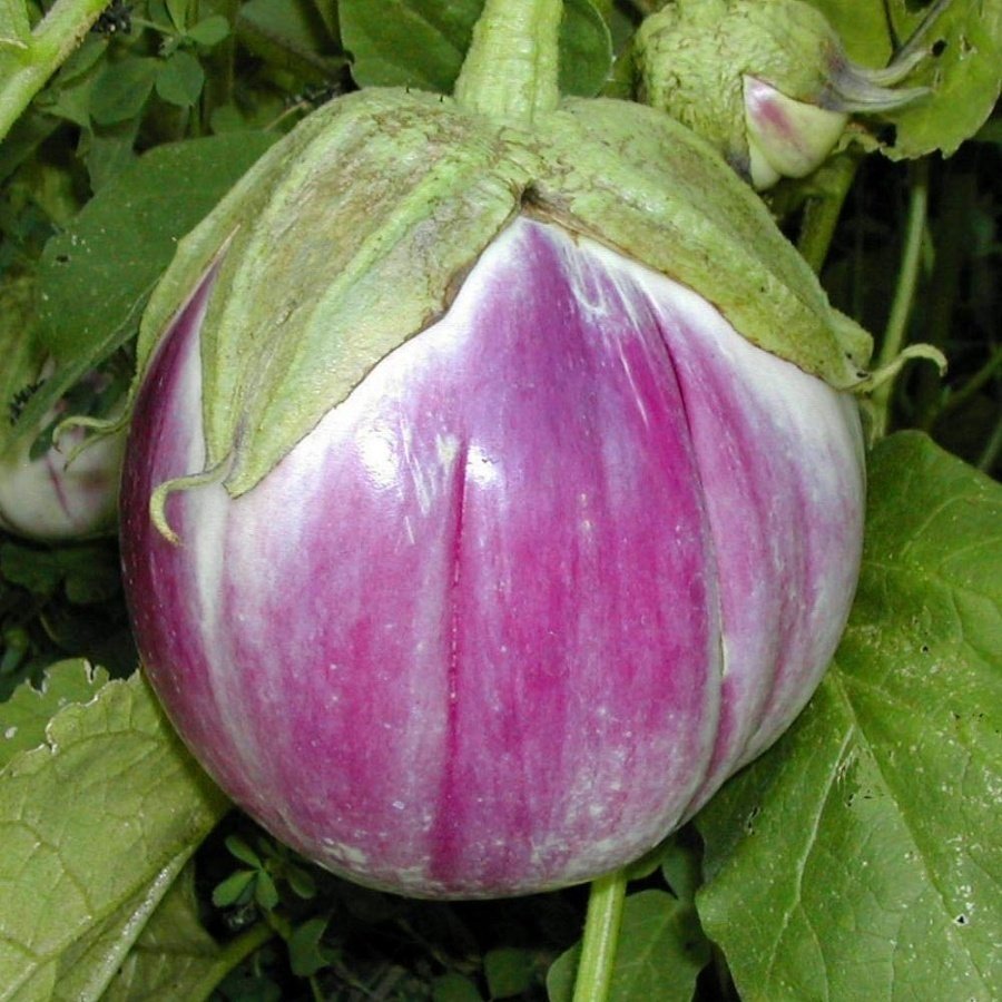 Mor Beyaz Rosa Bianca Patlıcan Tohumu (20 Adet)