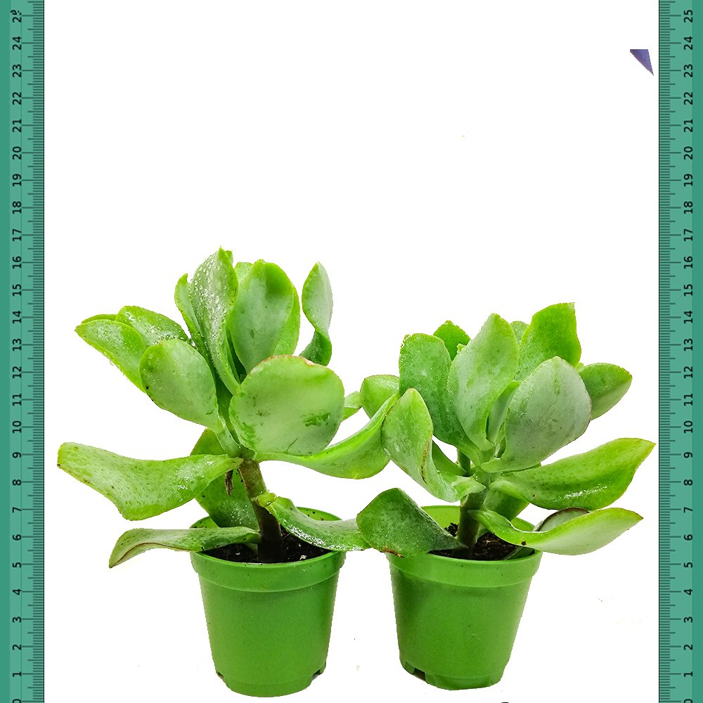 Yaprak Uçları Kızaran Crassula Arborescens Sukulent (Mini Saksıda)