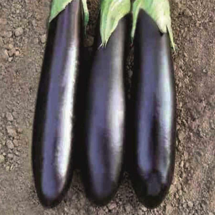 Aydın Siyahı Patlıcan Tohumu (10 Gram)