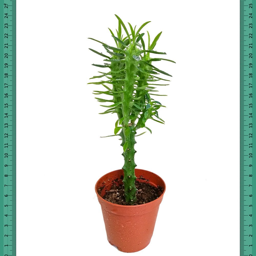 Dikensiz Euphorbia Neriifolia Kovboy Kaktüsü(5.5 Luk Saksıda)