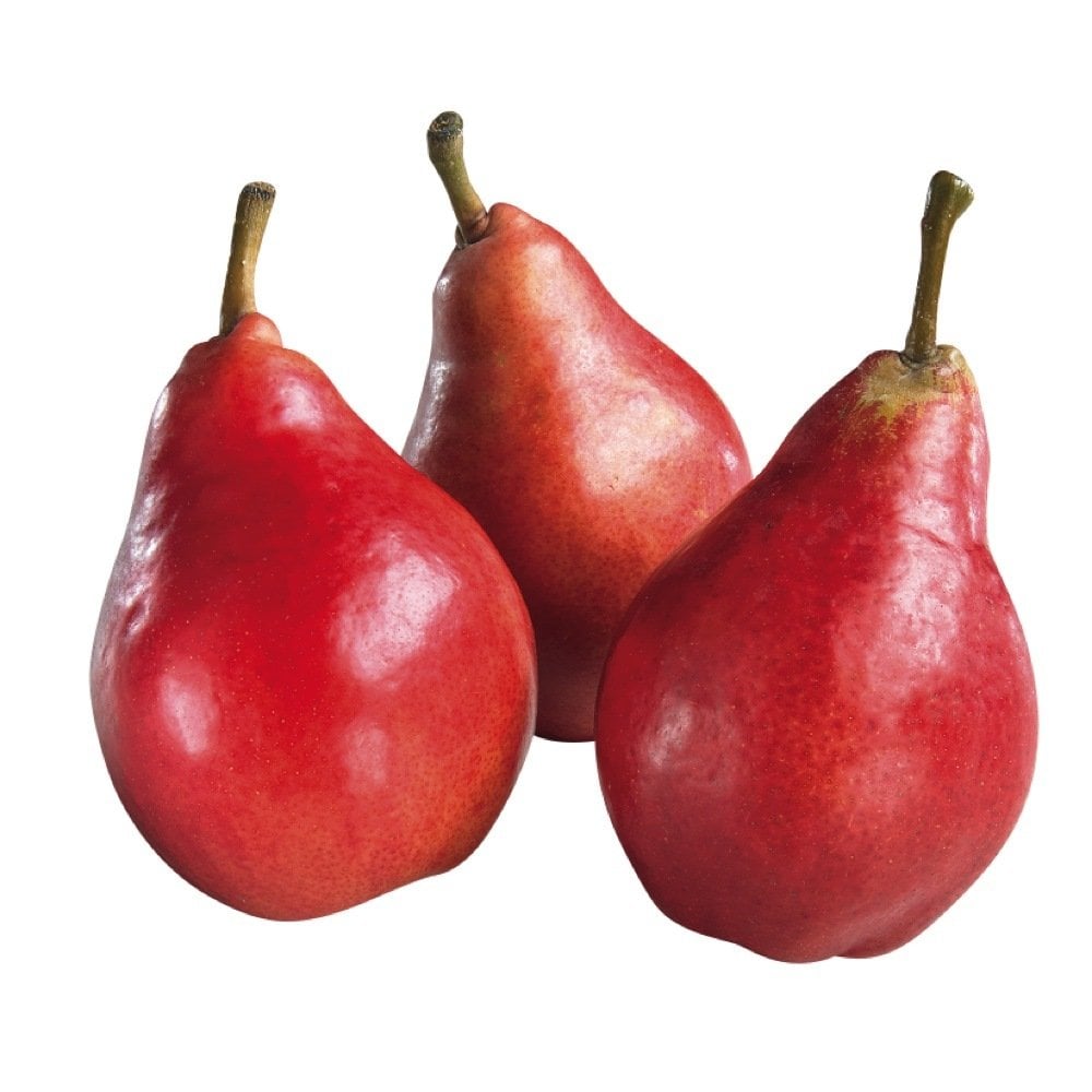 Tüplü Aşılı Aromatik Nadir Red Pear Kırmızı Armut Fidanı