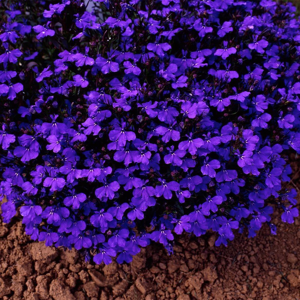 Sıcağa Dayanıklı Yer Örtücü Deep Blue Lobelya Çiçeği Fidesi(2 adet)