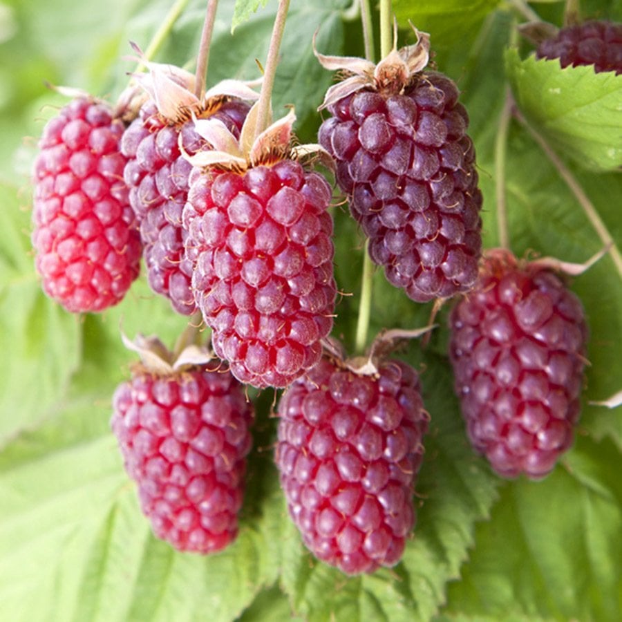 Tüplü Böğürtlen Ahududu Melezi Aromatik Loganberry Fidanı