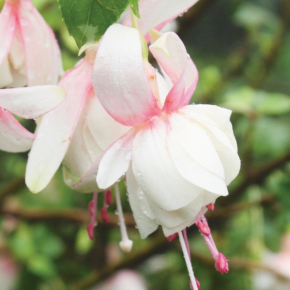Leonita Double Pink White Küpe Çiçeği Fidesi (2 adet)