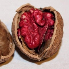 Tüplü Aşılı Nadir Special Kind Red Walnut Kırmızı Ceviz Fidanı